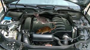 cách chống chuột cho xe ô tô